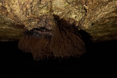 Stemonitis splendens