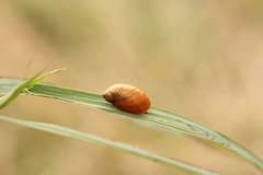Succinea putris