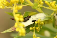 Microrhopala vittata