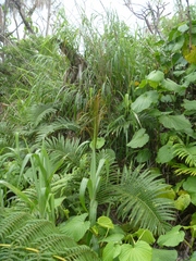 Blechnum milnei