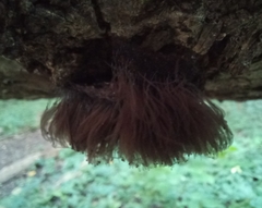 Stemonitis splendens