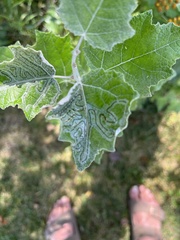 Phyllocnistis populiella