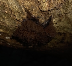 Stemonitis splendens