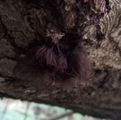 Stemonitis splendens