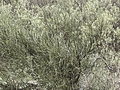 Parkinsonia texana texana