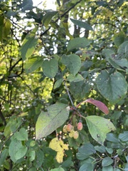 Prunus nigra