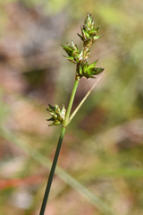 Carex echinata