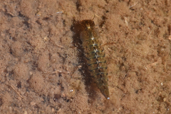 Dytiscidae