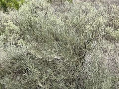 Parkinsonia texana texana