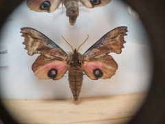 Paonias excaecata