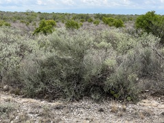 Parkinsonia texana texana