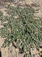 Euphorbia albomarginata