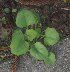 Emilia javanica