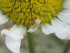 Misumena vatia