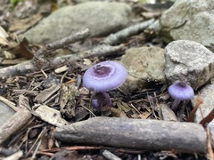 Inocybe lilacina