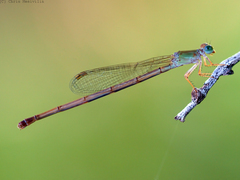 Ceriagrion aeruginosum