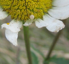 Misumena vatia