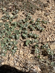 Euphorbia albomarginata