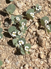 Euphorbia albomarginata
