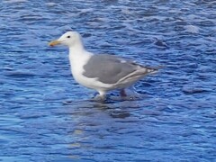 Larus glaucescens