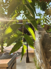 Robinia pseudoacacia