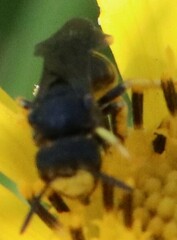 Protandrena aethiops