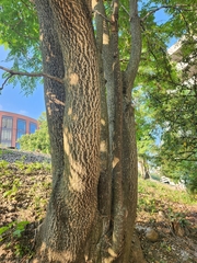 Robinia pseudoacacia