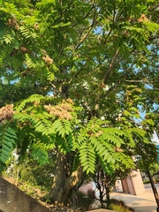 Robinia pseudoacacia