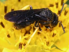 Protandrena aethiops