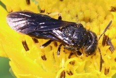 Protandrena aethiops