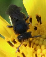 Protandrena aethiops
