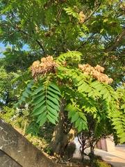 Robinia pseudoacacia