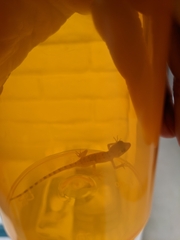 Cyrtopodion scabrum