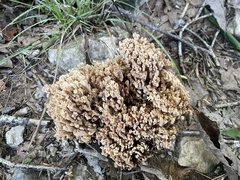 Ramaria