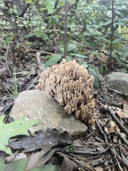 Ramaria