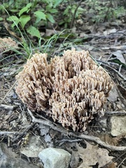 Ramaria
