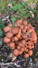 Physalacriaceae