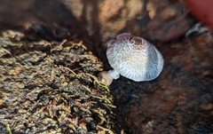 Lepiota atrodisca
