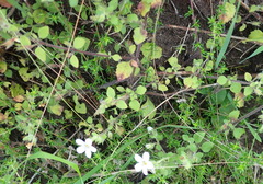 Chaenostoma campanulatum