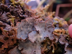 Lobaria hallii