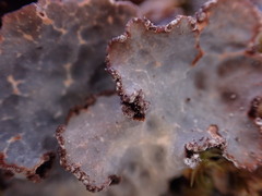 Lobaria hallii