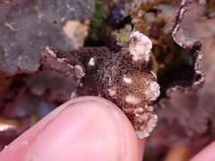 Lobaria hallii