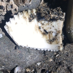 Clinocardium nuttallii