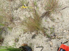 Schizachyrium rhizomatum