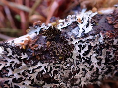 Pseudocyphellaria citrina