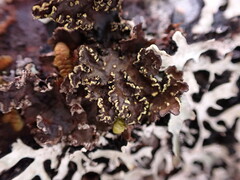 Pseudocyphellaria citrina