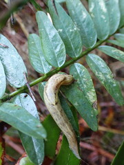 Prophysaon foliolatum