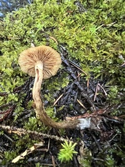 Armillaria nabsnona