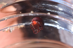 Acariformes