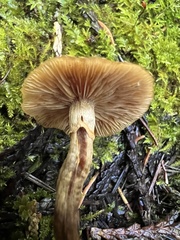 Armillaria nabsnona